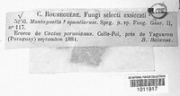 Montagnella opuntiarum image